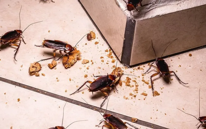 Cockroach Control Service in Chennai
